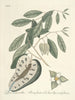Fish, snakes, insects and some other animals, as well as some plant photos Pl067 - Mark Catesby — artwork view