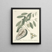 Fish, snakes, insects and some other animals, as well as some plant photos Pl067 - Mark Catesby — framed artwork on a wall