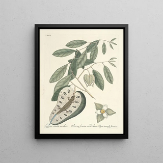Mark Catesby - Piscium serpentum insectorum aliorumque nonnullorum animalum nec non plantarum quarundam imagines Pl067.webp