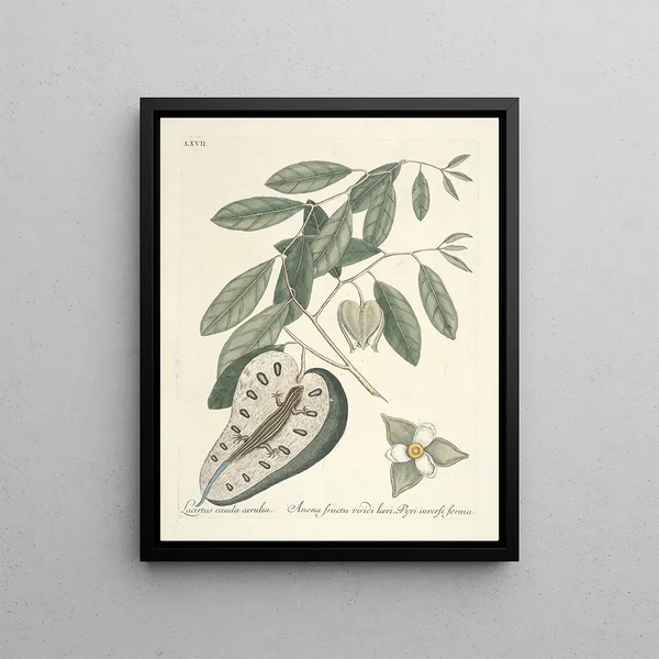 Fish, snakes, insects and some other animals, as well as some plant photos Pl067 - Mark Catesby — framed artwork on a wall