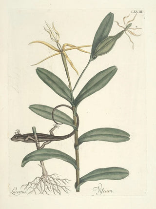 Mark Catesby - Piscium serpentum insectorum aliorumque nonnullorum animalum nec non plantarum quarundam imagines Pl068.webp