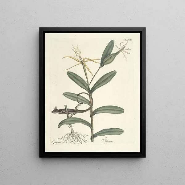Fish, snakes, insects and some other animals, as well as some plant images Pl068 - Mark Catesby — framed artwork on a wall