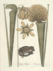 Fish, snakes, insects and some other animals, as well as some plant images Pl069 - Mark Catesby — artwork view