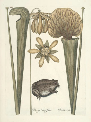 Mark Catesby - Piscium serpentum insectorum aliorumque nonnullorum animalum nec non plantarum quarundam imagines Pl069.webp