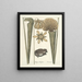 Fish, snakes, insects and some other animals, as well as some plant images Pl069 - Mark Catesby — framed artwork on a wall