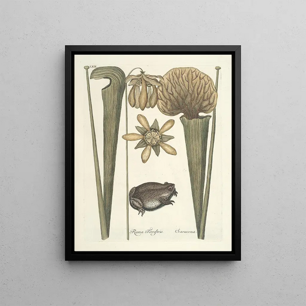 Fish, snakes, insects and some other animals, as well as some plant images Pl069 - Mark Catesby — framed artwork on a wall