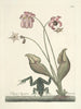Fish, snakes, insects and some other animals, as well as some plant images Pl070 - Mark Catesby — artwork view