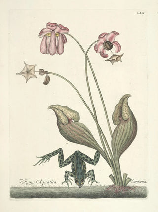 Mark Catesby - Piscium serpentum insectorum aliorumque nonnullorum animalum nec non plantarum quarundam imagines Pl070.webp