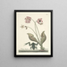 Fish, snakes, insects and some other animals, as well as some plant images Pl070 - Mark Catesby — framed artwork on a wall