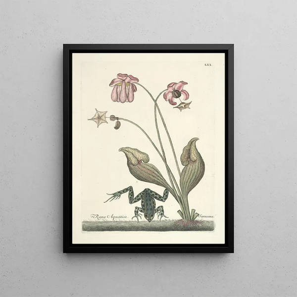 Fish, snakes, insects and some other animals, as well as some plant images Pl070 - Mark Catesby — framed artwork on a wall