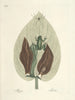 Fish, snakes, insects, and some other animals, as well as some plant photos Pl071 - Mark Catesby — artwork view
