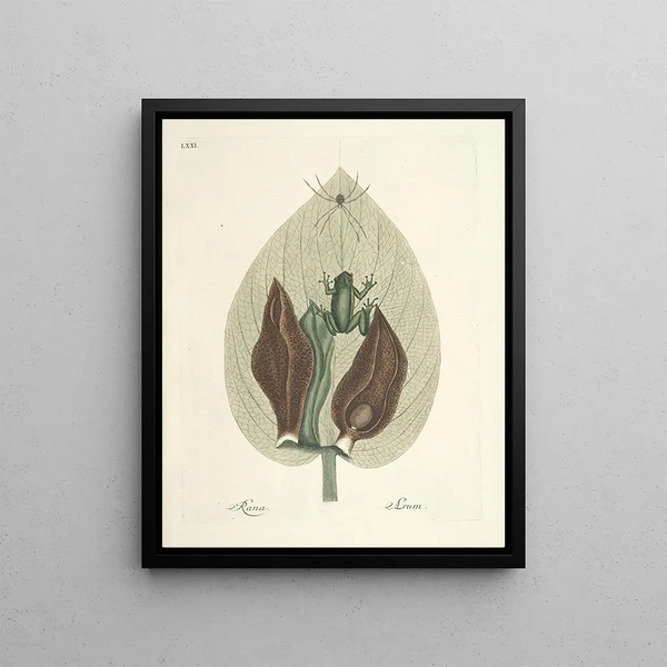 Fish, snakes, insects, and some other animals, as well as some plant photos Pl071 - Mark Catesby — framed artwork on a wall