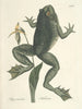 Fish, snakes, insects, and some other animals, as well as some plant photos Pl072 - Mark Catesby — artwork view