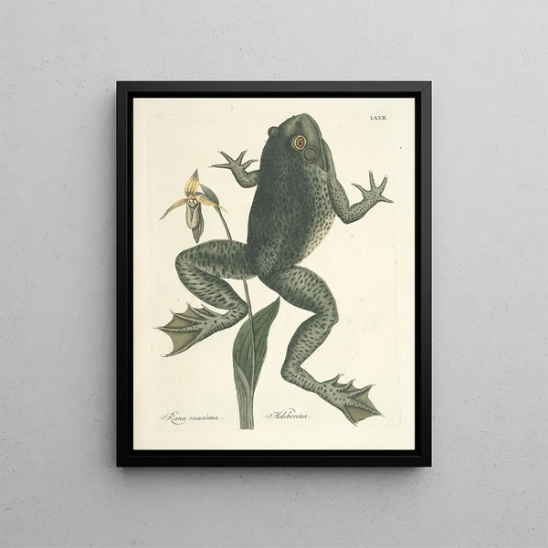 Fish, snakes, insects, and some other animals, as well as some plant photos Pl072 - Mark Catesby — framed artwork on a wall