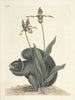 Fish, snakes, insects and some other animals, as well as some plant images Pl073 - Mark Catesby — artwork view