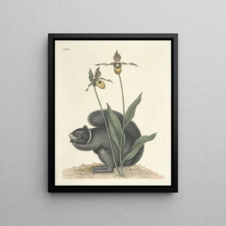 Mark Catesby - Piscium serpentum insectorum aliorumque nonnullorum animalum nec non plantarum quarundam imagines Pl073.webp