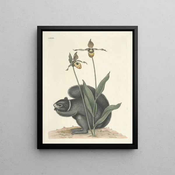 Fish, snakes, insects and some other animals, as well as some plant images Pl073 - Mark Catesby — framed artwork on a wall