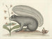 Images of fish, snakes, insects, and other animals as well as some plants Pl074 - Mark Catesby — artwork view