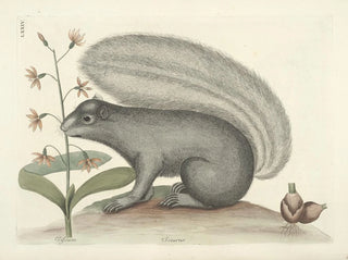 Images of fish, snakes, insects, and other animals as well as some plants Pl074 - Mark Catesby — artwork view