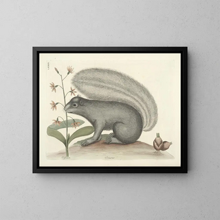 Images of fish, snakes, insects, and other animals as well as some plants Pl074 - Mark Catesby — framed artwork on a wall