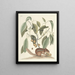 Fish, snakes, insects and some other animals, as well as some plant photos Pl075 - Mark Catesby — framed artwork on a wall