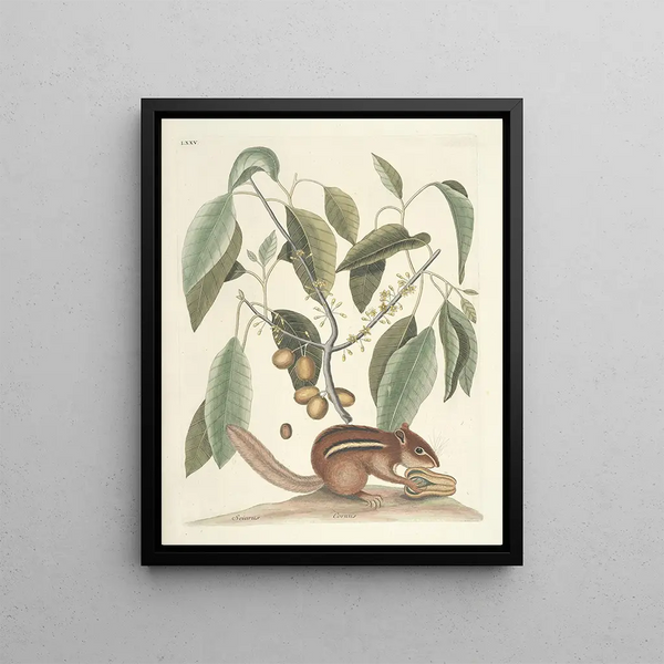 Fish, snakes, insects and some other animals, as well as some plant photos Pl075 - Mark Catesby — framed artwork on a wall