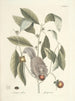 Fish, snakes, insects and some other animals, as well as some plant images Pl076 - Mark Catesby — artwork view