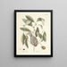 Fish, snakes, insects and some other animals, as well as some plant images Pl076 - Mark Catesby — framed artwork on a wall