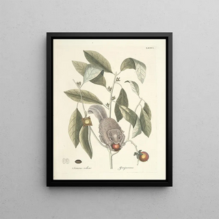 Mark Catesby - Piscium serpentum insectorum aliorumque nonnullorum animalum nec non plantarum quarundam imagines Pl076.webp