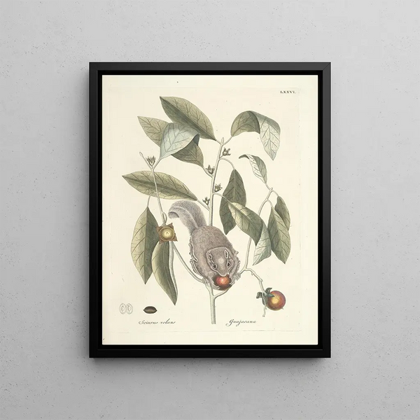 Fish, snakes, insects and some other animals, as well as some plant images Pl076 - Mark Catesby — framed artwork on a wall