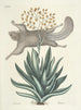 Fish, snakes, insects, and some other animals, as well as some plant photos Pl077 - Mark Catesby — artwork view