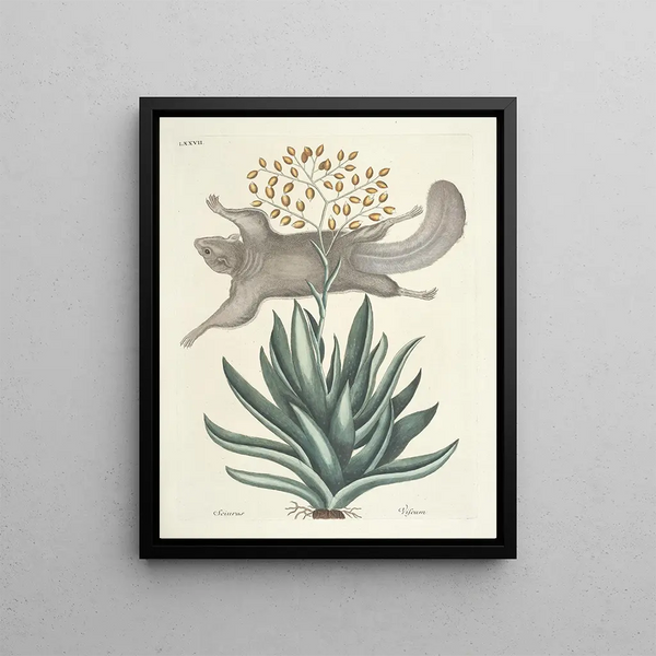 Fish, snakes, insects, and some other animals, as well as some plant photos Pl077 - Mark Catesby — framed artwork on a wall