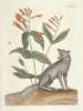 Fish, snakes, insects and some other animals, as well as some plant images Pl078 - Mark Catesby — artwork view