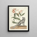 Fish, snakes, insects and some other animals, as well as some plant images Pl078 - Mark Catesby — framed artwork on a wall