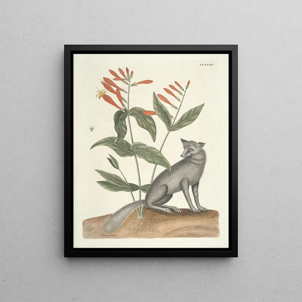 Fish, snakes, insects and some other animals, as well as some plant images Pl078 - Mark Catesby — framed artwork on a wall
