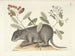 Images of fish, snakes, insects, and other animals as well as some plants Pl079 - Mark Catesby — artwork view
