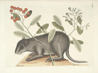 Images of fish, snakes, insects, and other animals as well as some plants Pl079 - Mark Catesby — artwork view