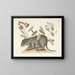 Images of fish, snakes, insects, and other animals as well as some plants Pl079 - Mark Catesby — framed artwork on a wall