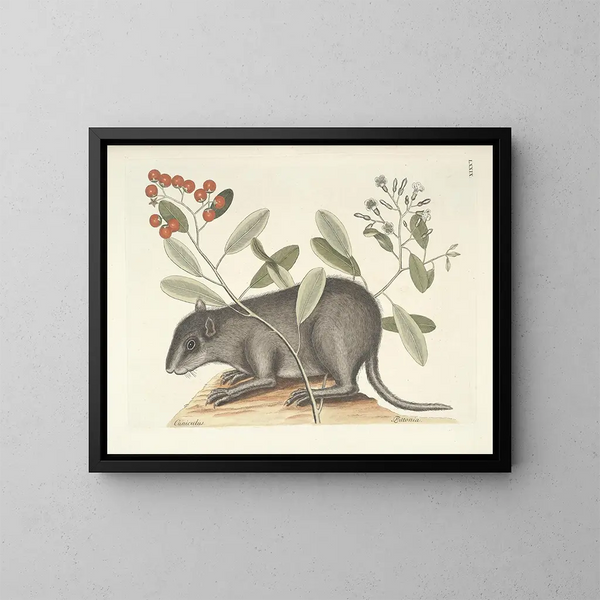 Images of fish, snakes, insects, and other animals as well as some plants Pl079 - Mark Catesby — framed artwork on a wall