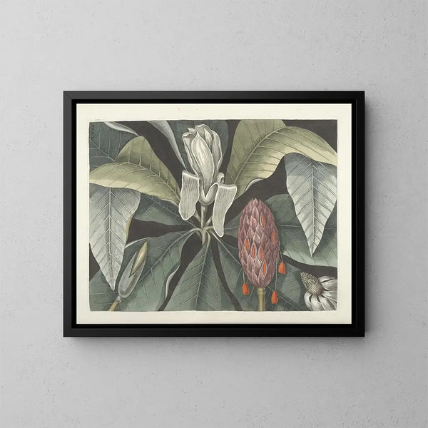 Images of fish, snakes, insects, and other animals as well as some plants Pl080 - Mark Catesby — framed artwork on a wall