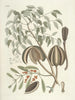 Fish, snakes, insects, and some other animals, as well as some plant photos Pl081 - Mark Catesby — artwork view