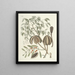 Fish, snakes, insects, and some other animals, as well as some plant photos Pl081 - Mark Catesby — framed artwork on a wall