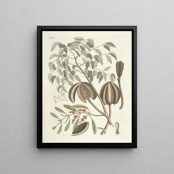 Fish, snakes, insects, and some other animals, as well as some plant photos Pl081 - Mark Catesby — framed artwork on a wall