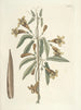 Fish, snakes, insects and some other animals, as well as some plant photos Pl082 - Mark Catesby — artwork view