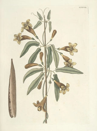 Mark Catesby - Piscium serpentum insectorum aliorumque nonnullorum animalum nec non plantarum quarundam imagines Pl082.webp