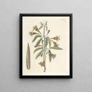 Mark Catesby - Piscium serpentum insectorum aliorumque nonnullorum animalum nec non plantarum quarundam imagines Pl082.webp