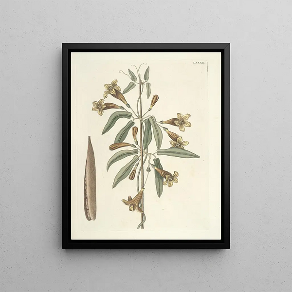 Fish, snakes, insects and some other animals, as well as some plant photos Pl082 - Mark Catesby — framed artwork on a wall
