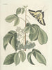 Fish, snakes, insects and some other animals, as well as some plant images Pl083 - Mark Catesby — artwork view