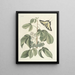 Fish, snakes, insects and some other animals, as well as some plant images Pl083 - Mark Catesby — framed artwork on a wall