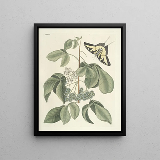 Mark Catesby - Piscium serpentum insectorum aliorumque nonnullorum animalum nec non plantarum quarundam imagines Pl083.webp